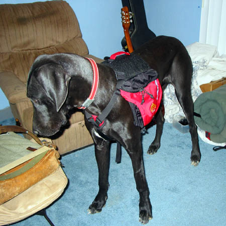 pups2.jpg