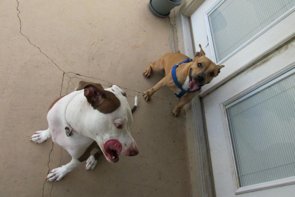 pups_zps0711af3c.jpg