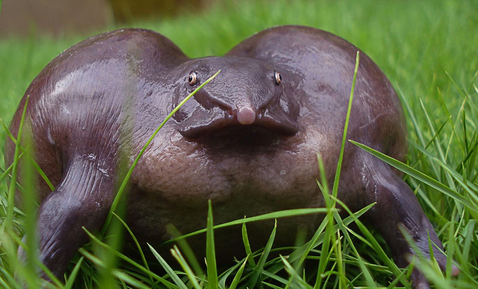 Purple-Frog.jpg