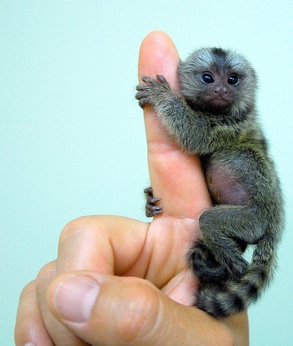 pygmy-marmoset+6.jpg