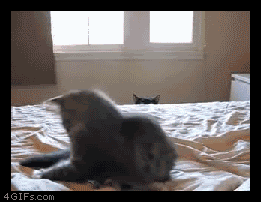 qnk7qx.gif