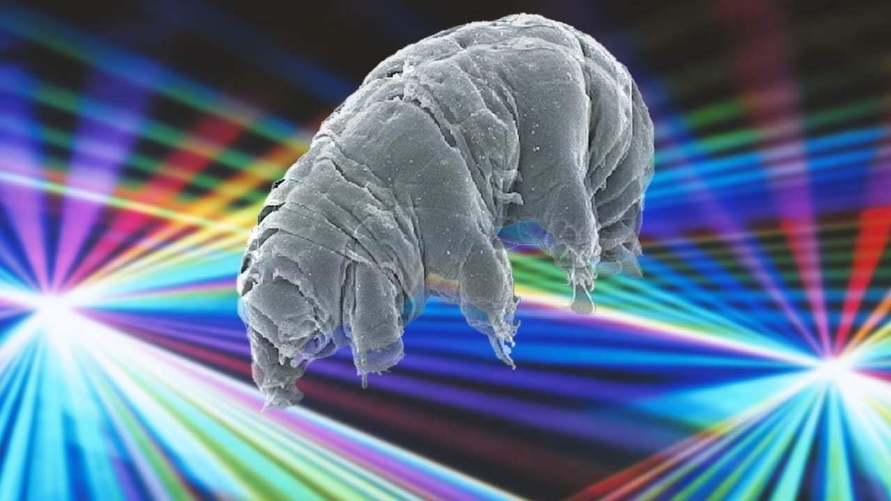 quantumtardigrade.jpg