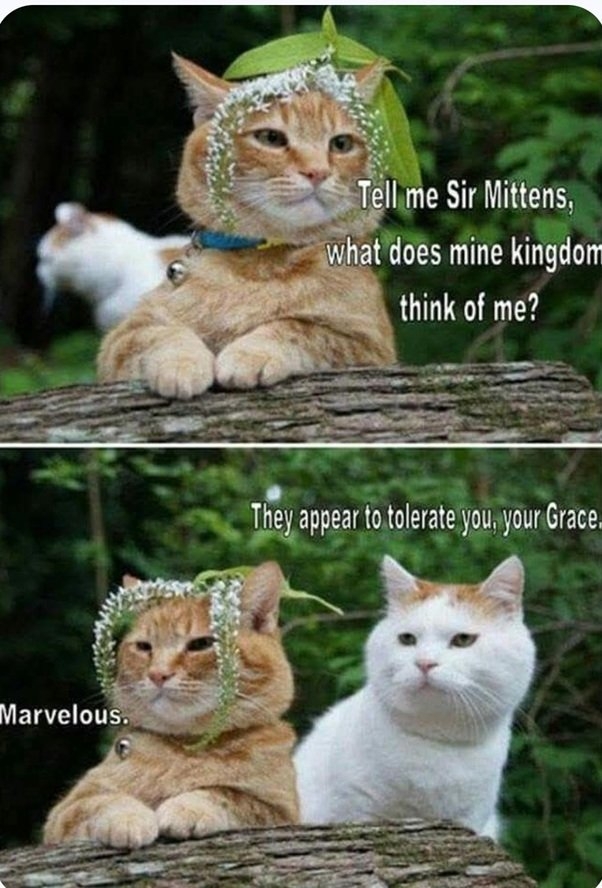 queen cat.jpg