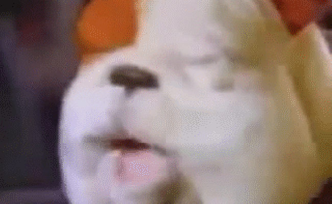 qzVWDm.gif