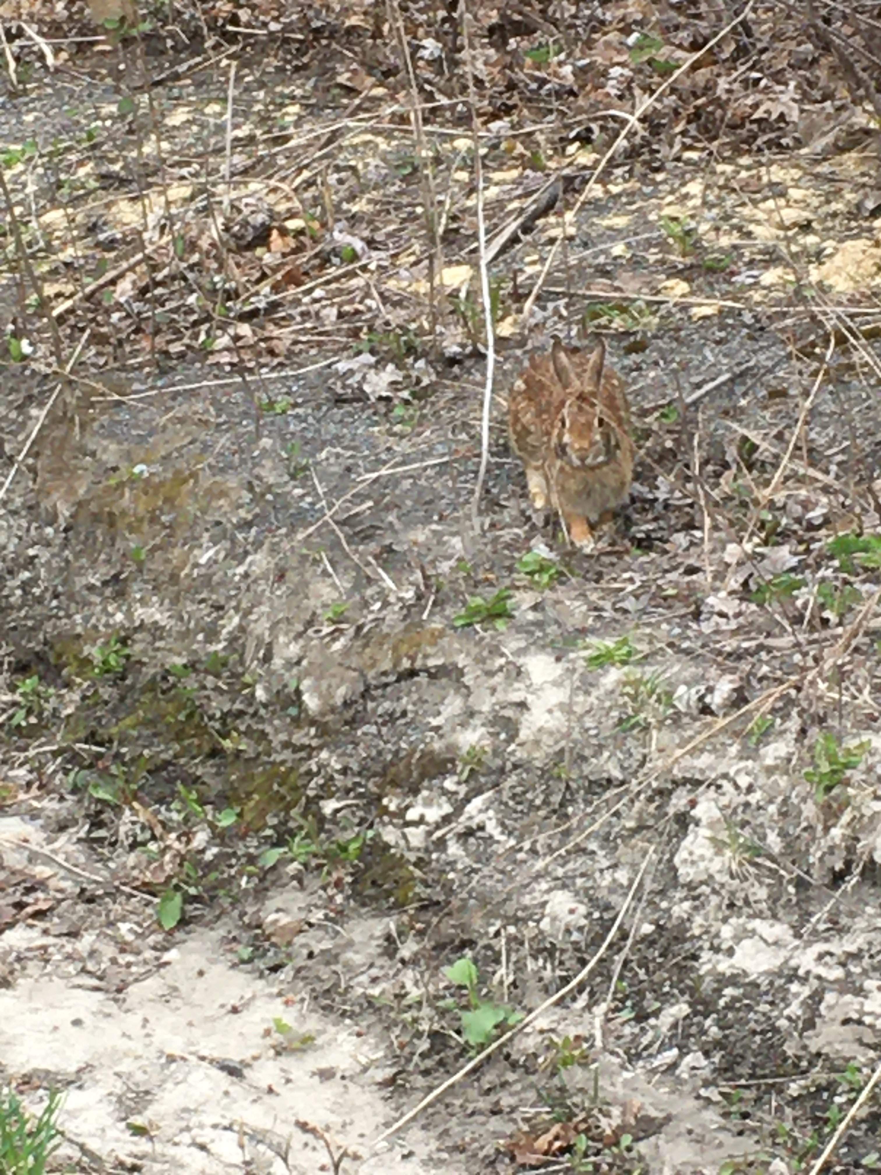 rabbit.JPG