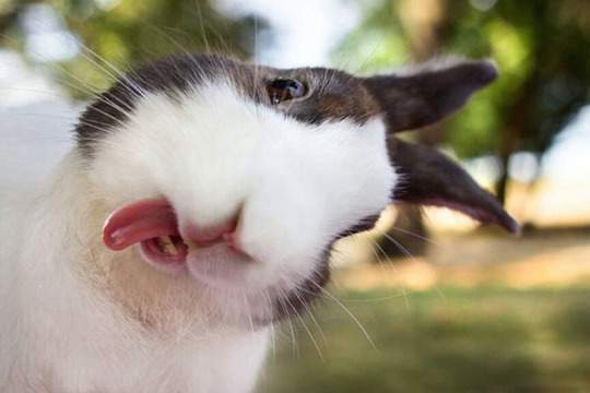 Rabbit1.jpg