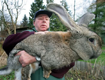 RabbitEPA_350x269.jpg