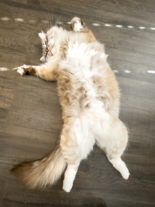 ragdoll cat.jpg