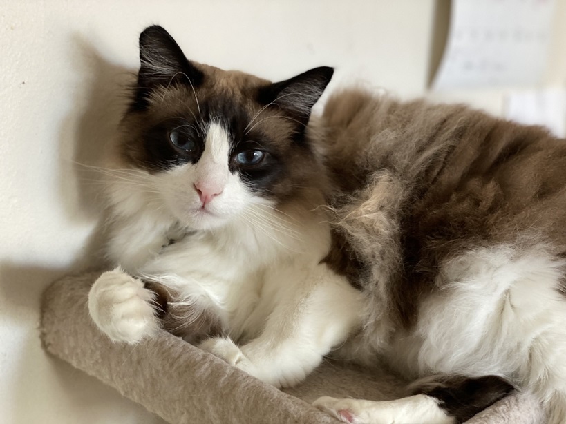 ragdoll cat.jpg