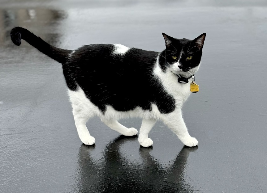 rain cat.jpg
