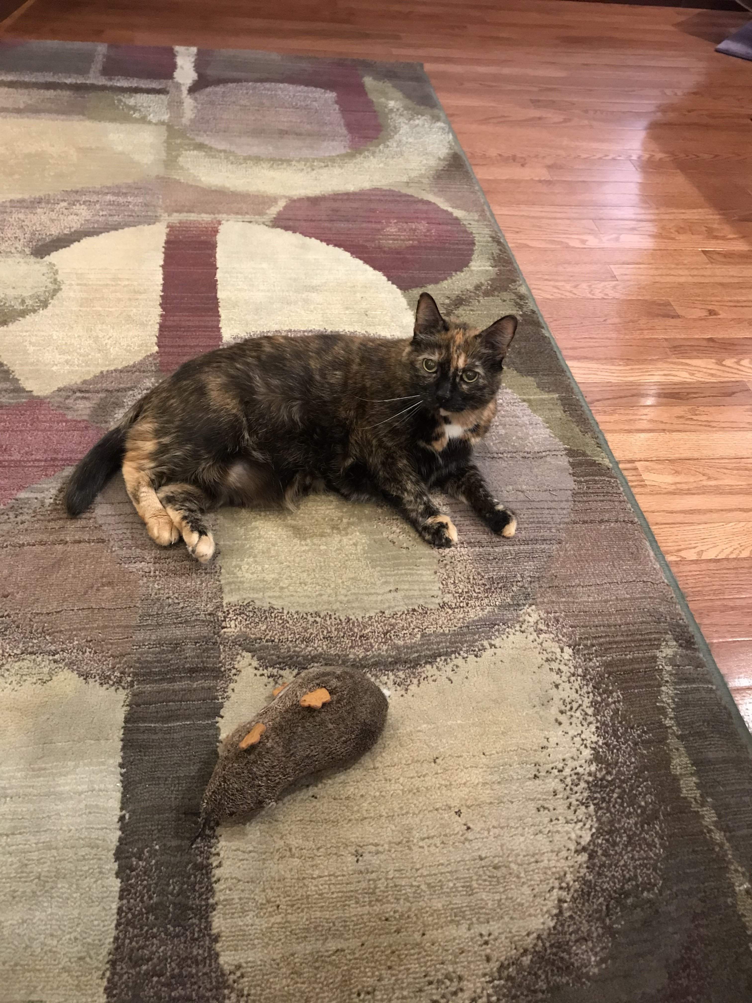 Rainbow and her Rat.JPG