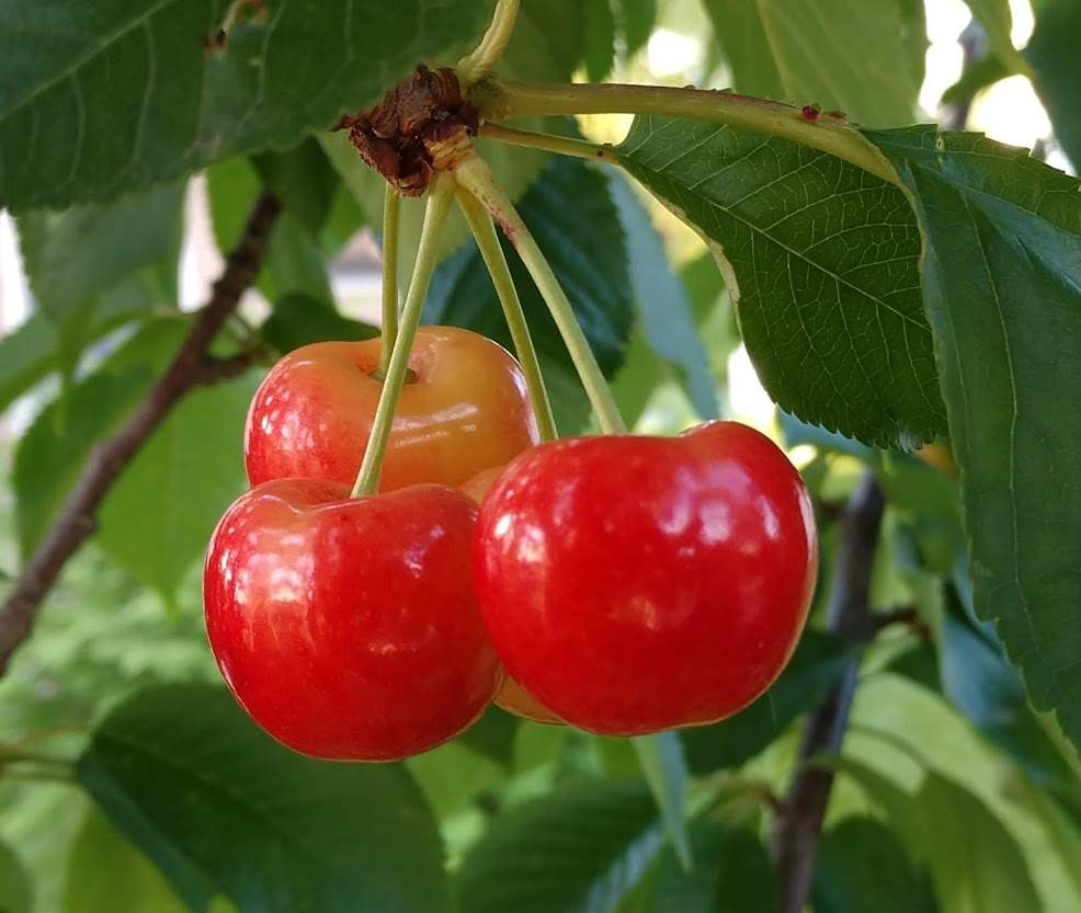 Rainbow Cherries.jpg