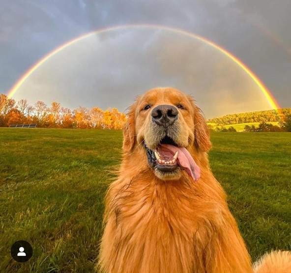 rainbow dog.jpg