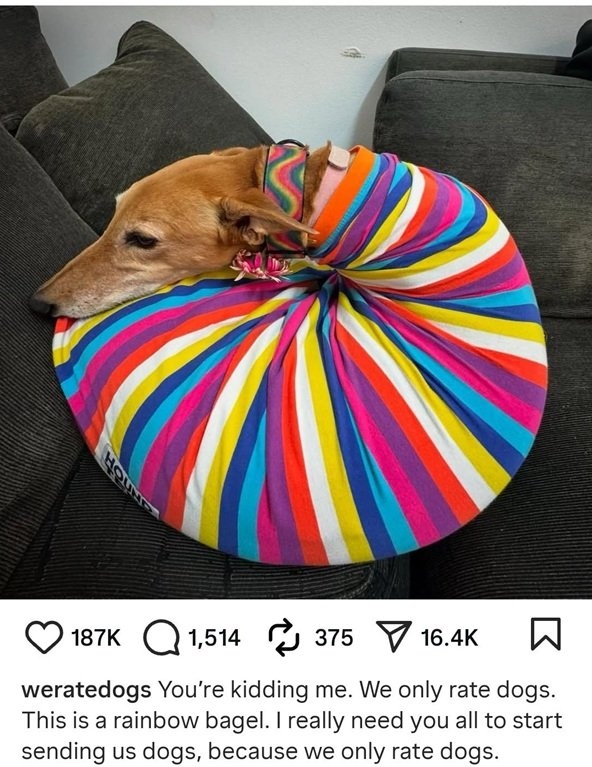 rainbow dog.jpg