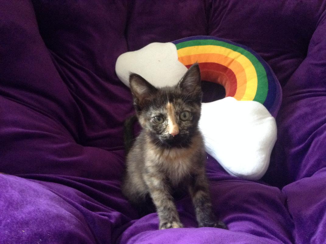 Rainbow_Kitty.jpg