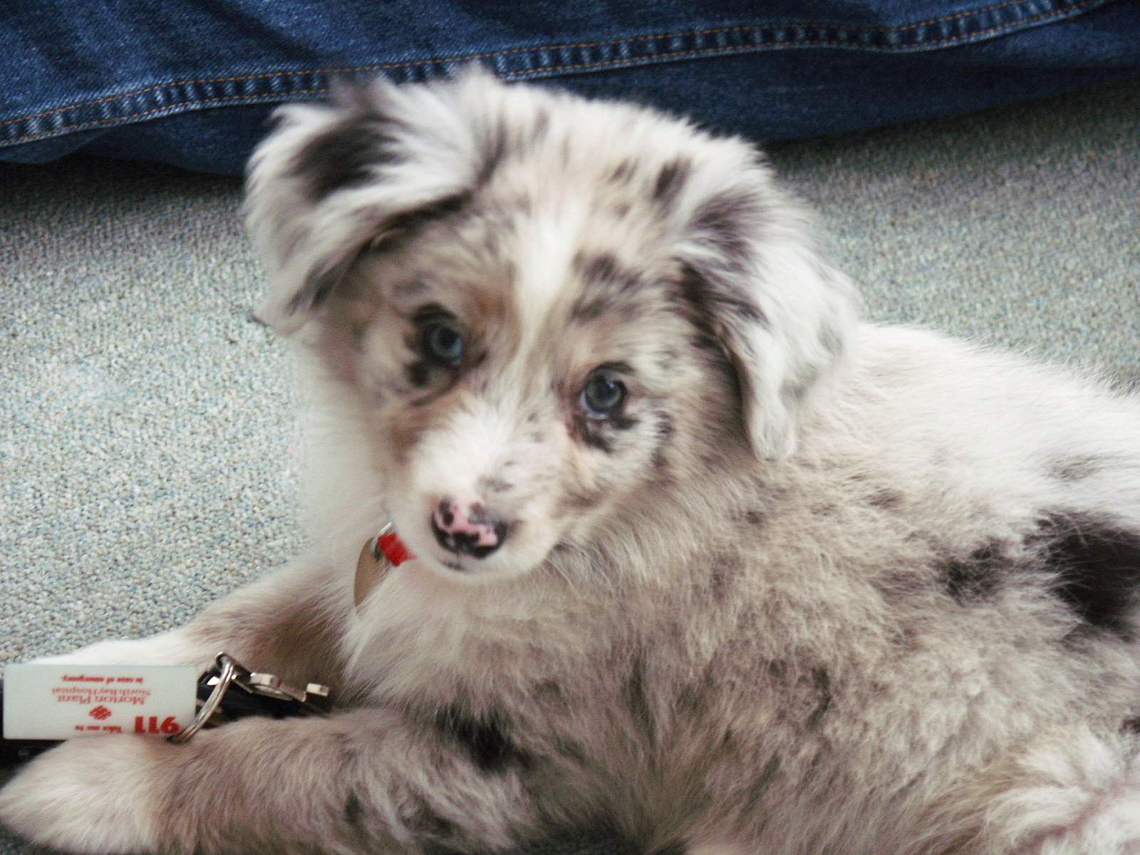 Rascal 0006.JPG