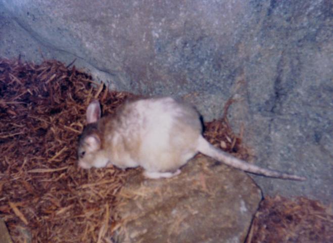 rats-ass.jpg