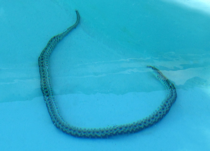 rattler-02.jpg