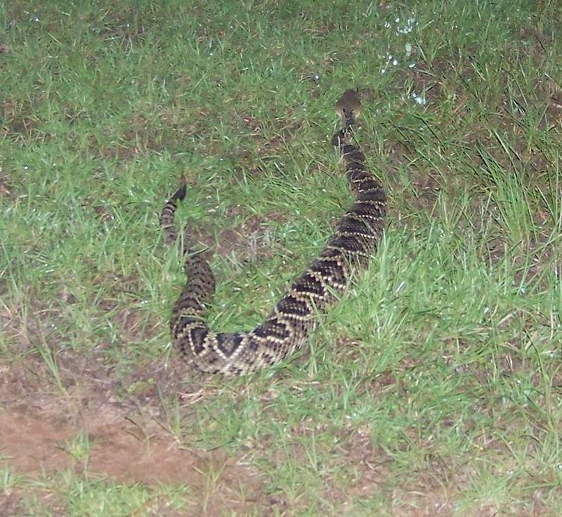 Rattler.jpg