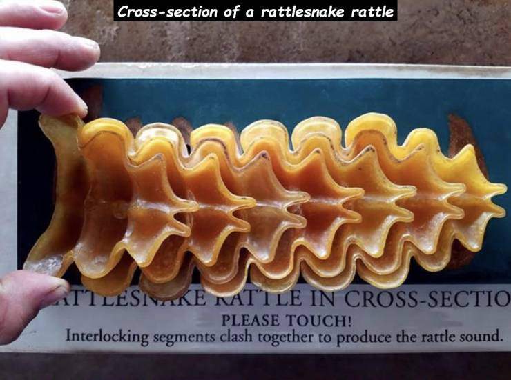rattlesnake rattle.jpg