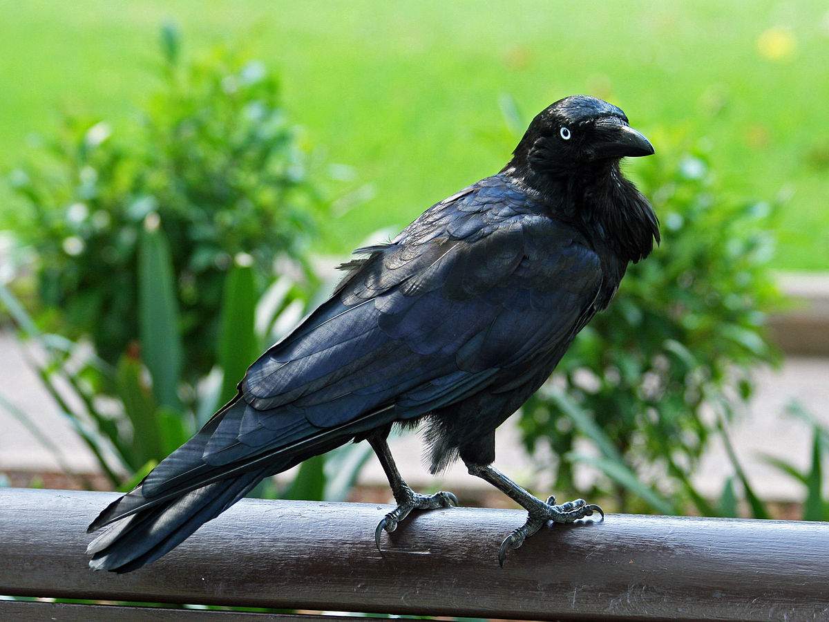 raven2.jpg