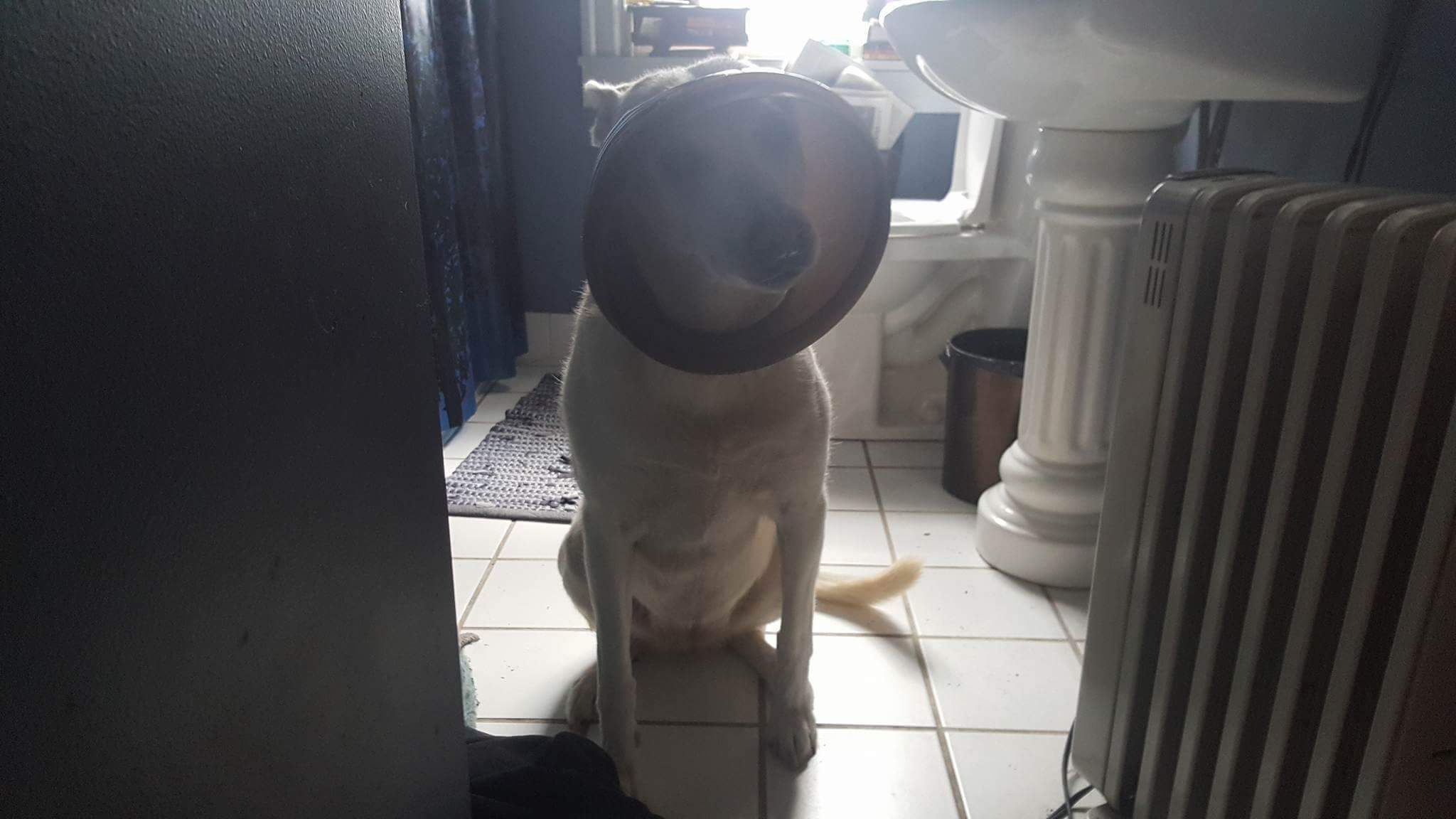 received_563071427236571.jpeg