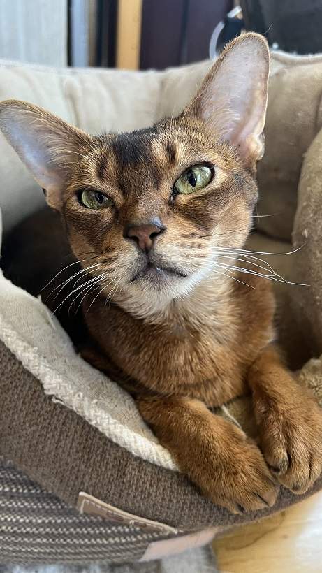 red cat.jpg