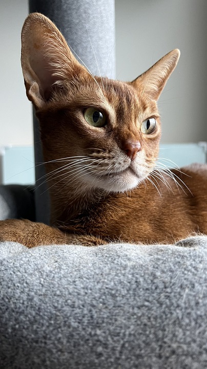 red cat.jpg