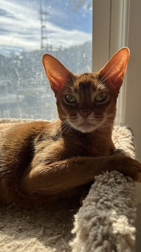 red cat.jpg