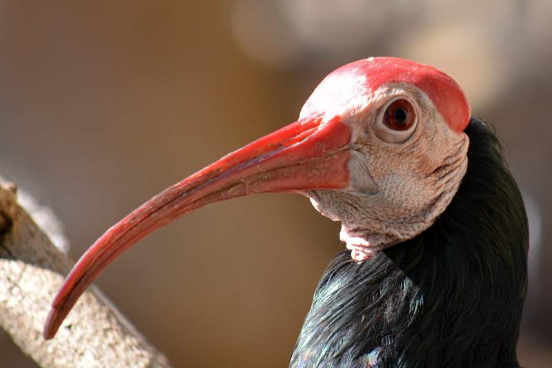 Red-head-bird.jpg