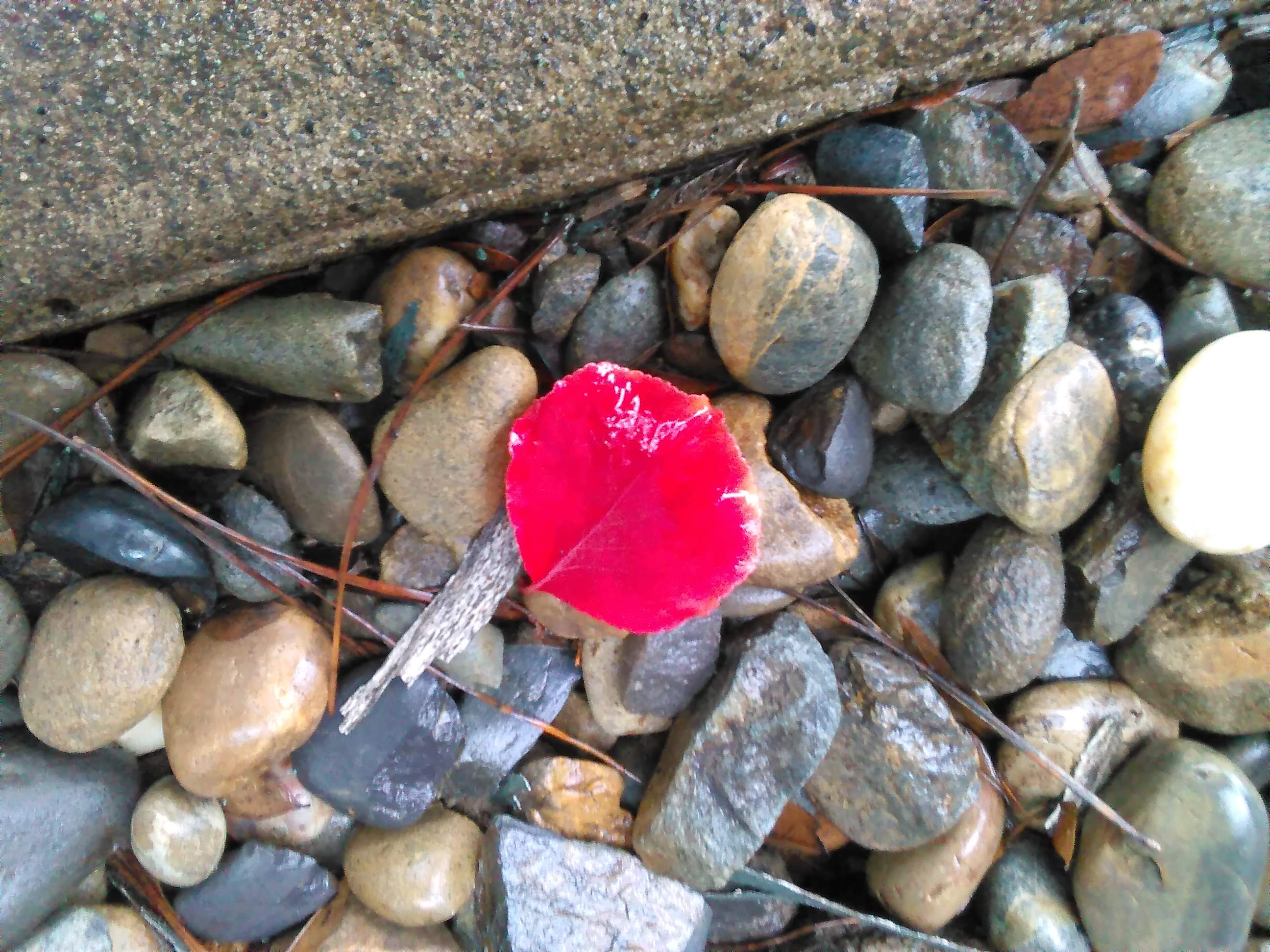 Red Leaf - 11-29-2018.jpg
