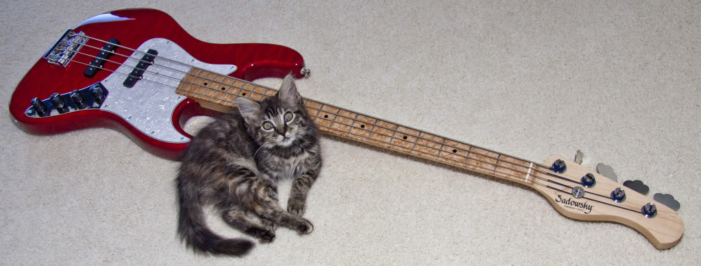 redcatbass.jpg