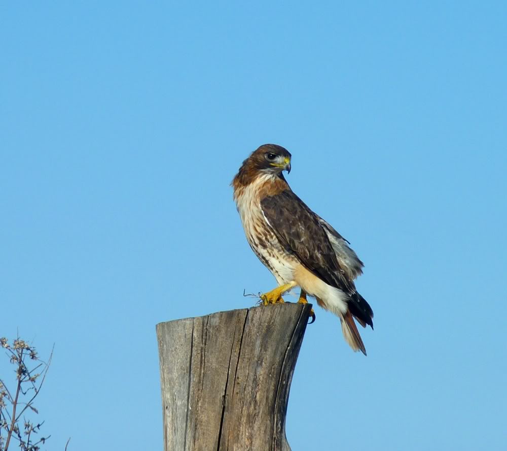 redtail.jpg