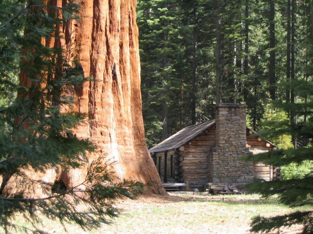 Redwood.jpg