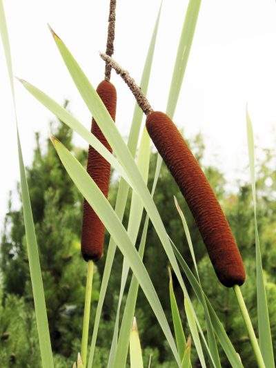 reeds.jpg