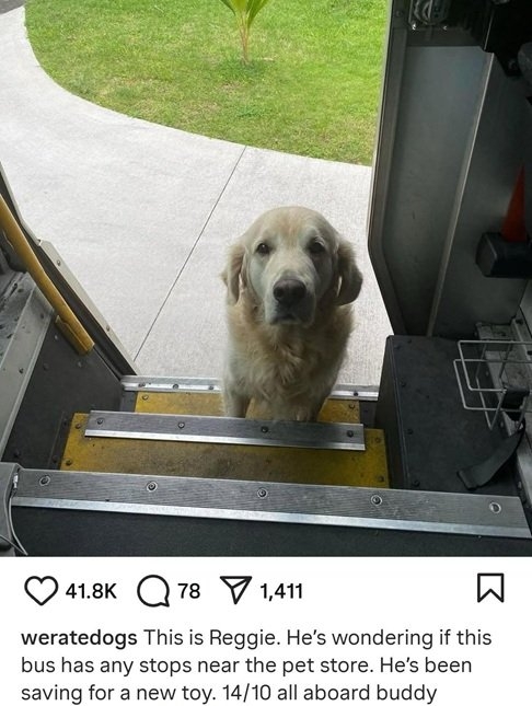 Reggie dog.jpg