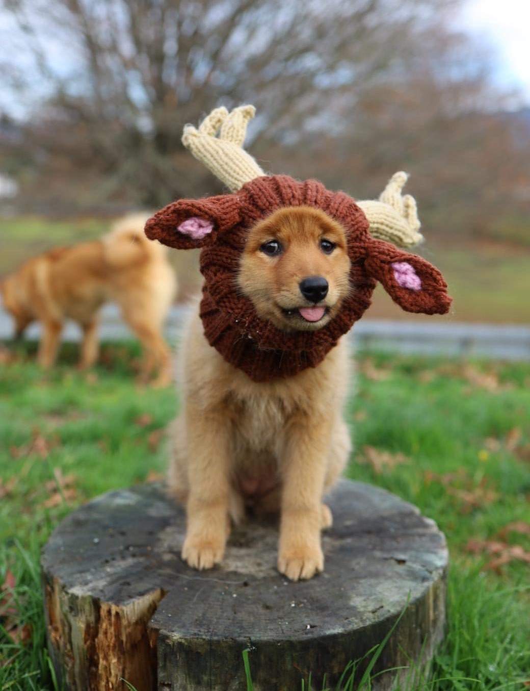 reindeer pup.jpg