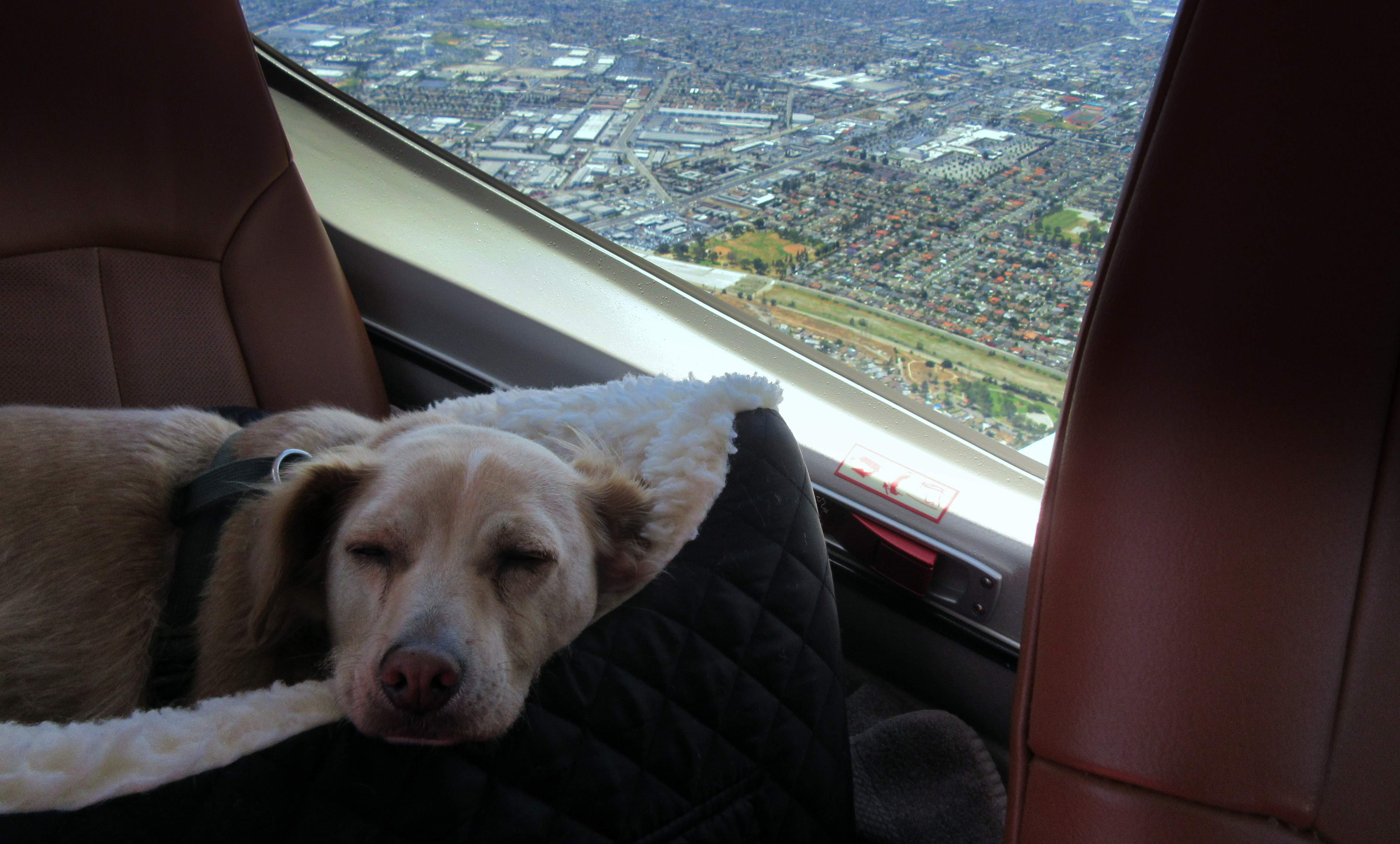 RELAXED LUCKY.JPG
