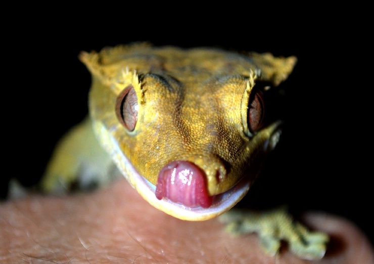reptiles2fcrested-gecko2_by_ImageRaker.jpg