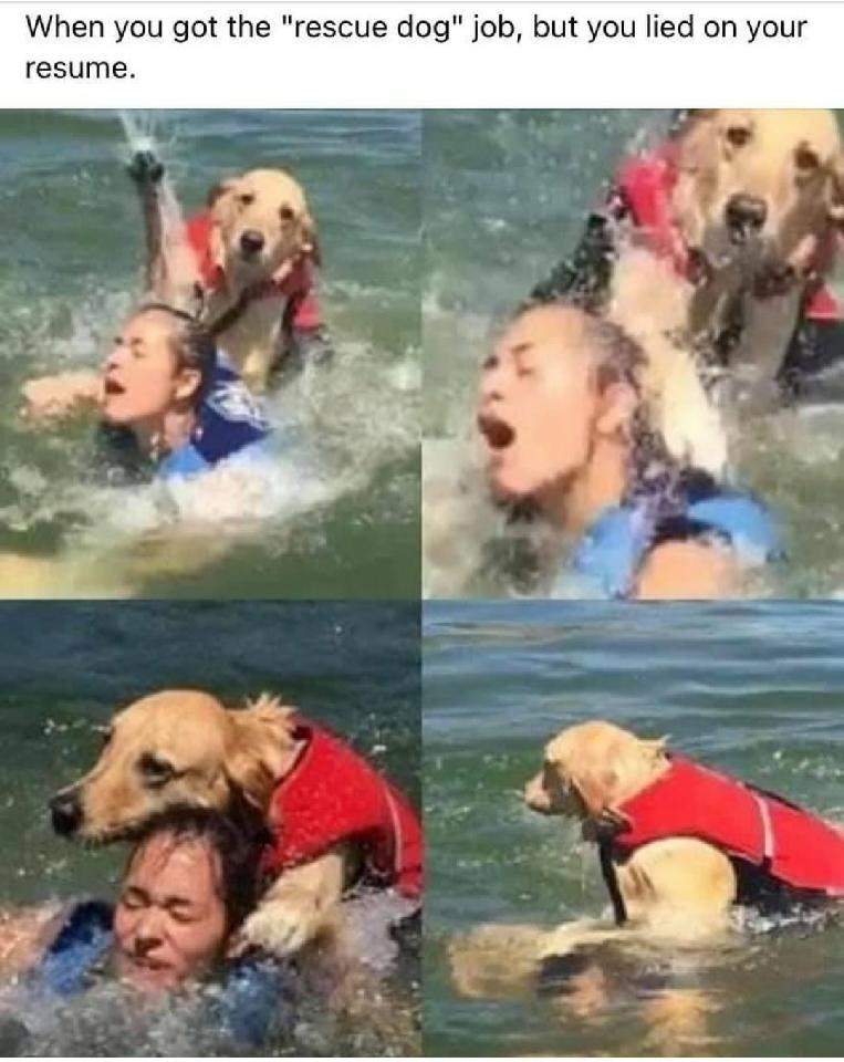 rescue dog lied.jpg