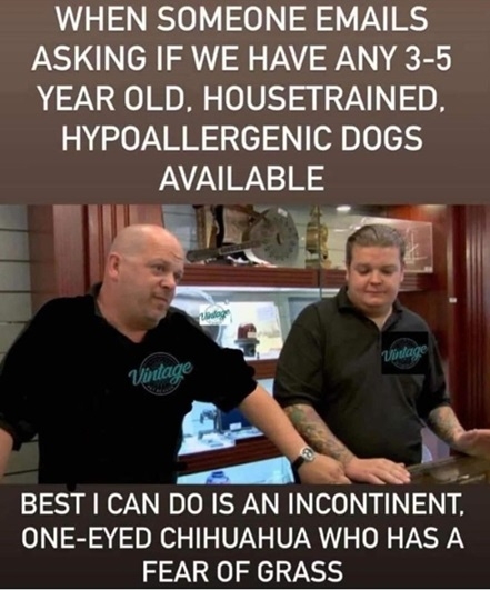 rescue dogs.jpg