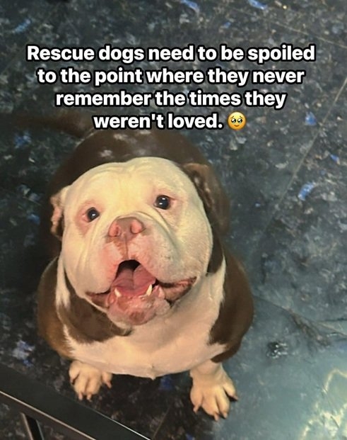 rescue dogs.jpg