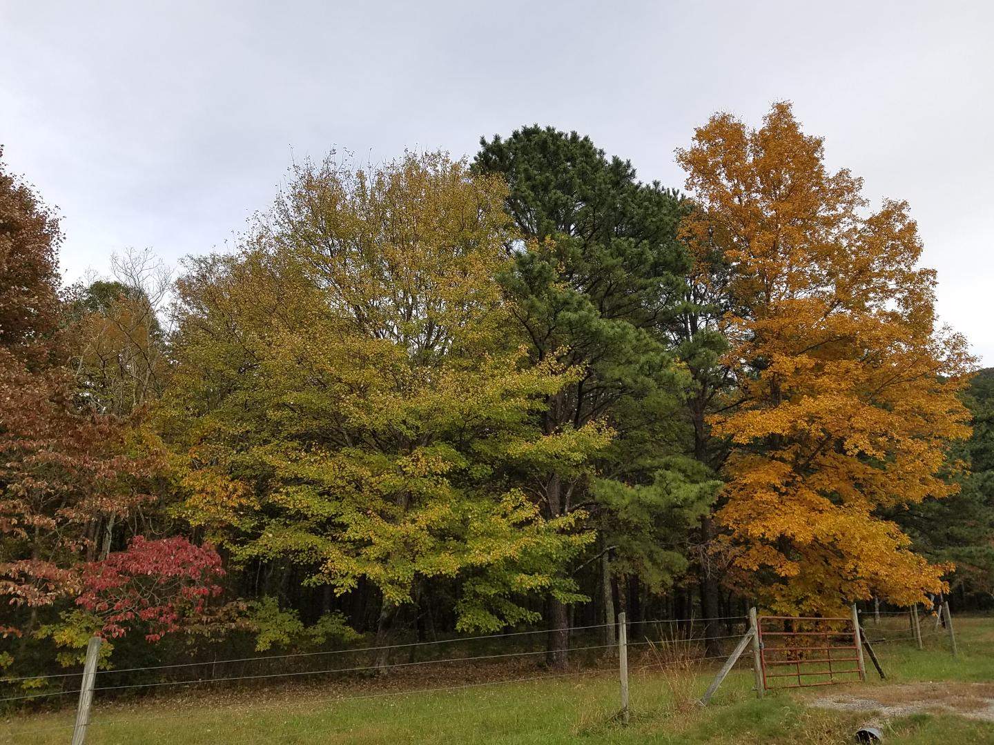 Resized_20181025_165742_5817.jpeg