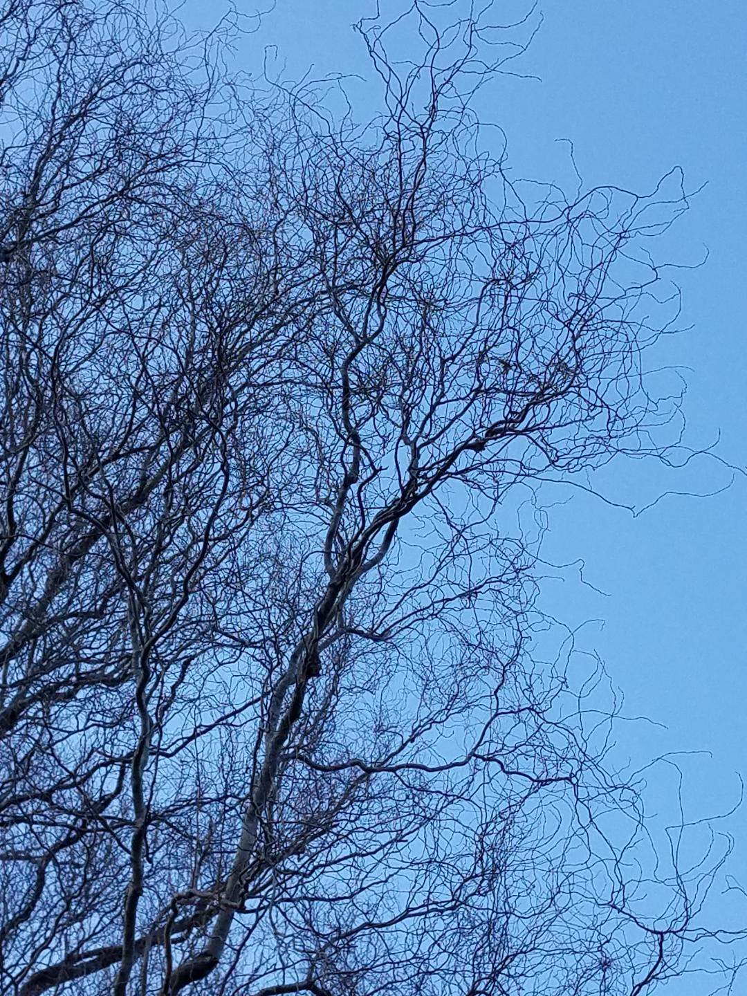 Resized_20191207_141007_3827.jpeg