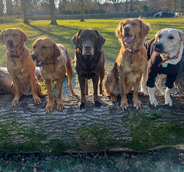 retrievers.jpg