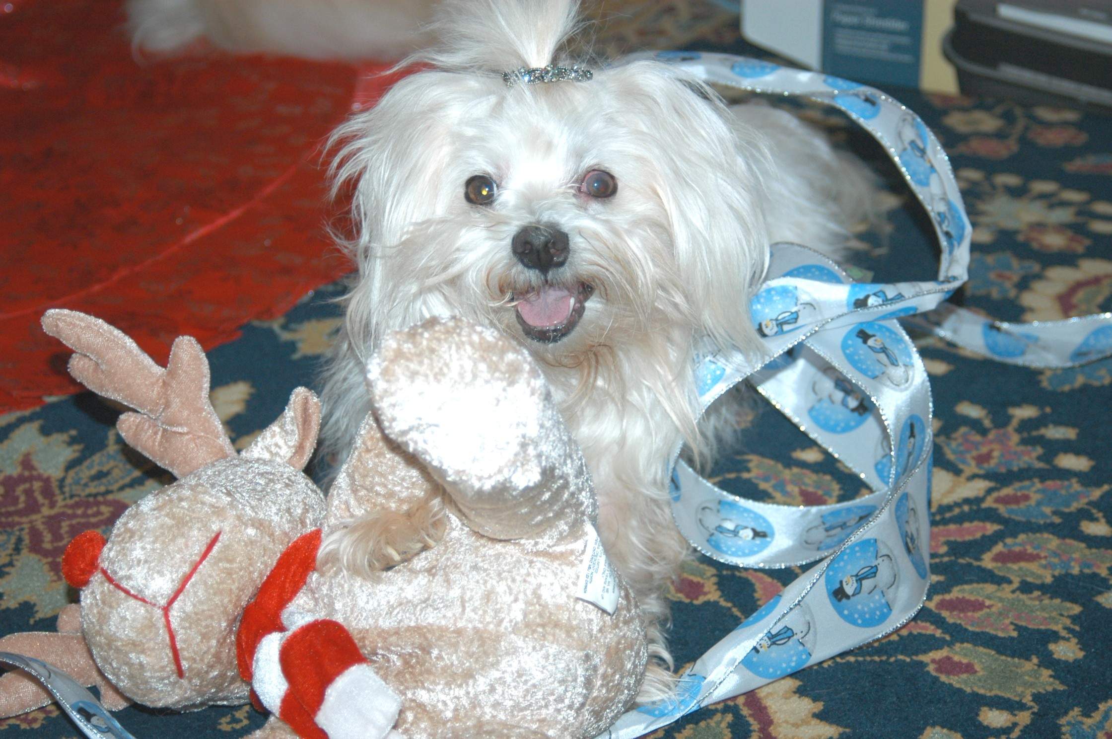 reuben 2 xmasDSC_1047.JPG