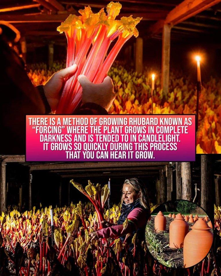 rhubarb amazing.jpg