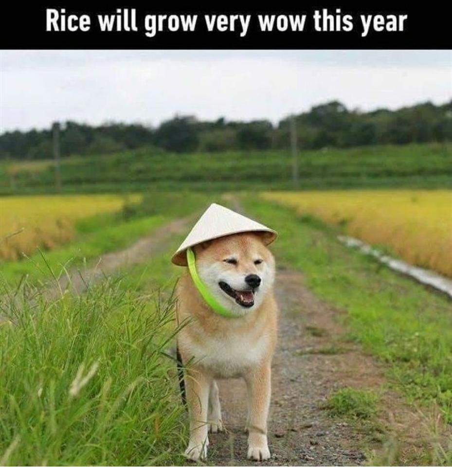 rice wow.jpg