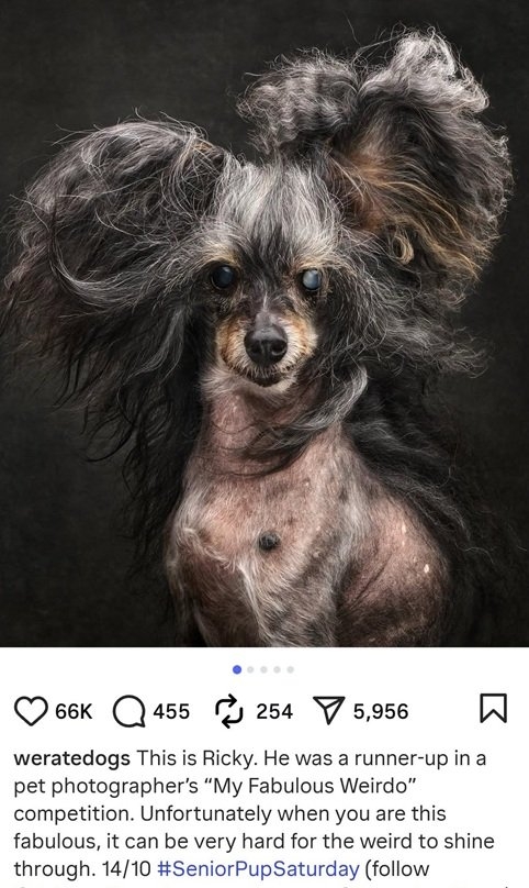 ricky dog.jpg