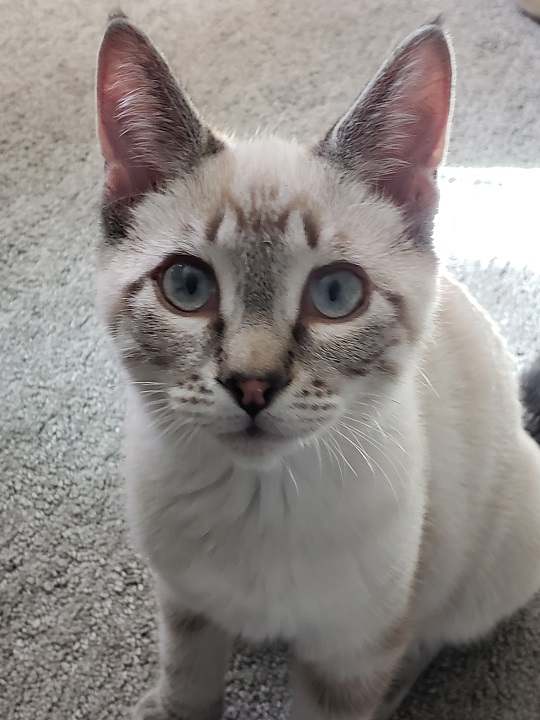 rico cat.jpg